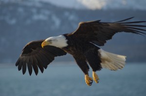 bald_eagle_alaska_(10)