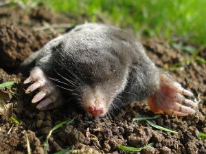 Mr_Mole